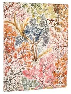 Di��26 Anemone Ultra, Business