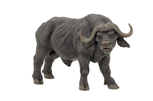 Buvol africk� PAPO