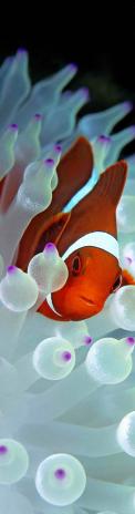3D z�lo�ka - Nemo