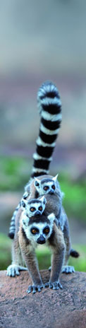 3D z�lo�ka - Lemur Family
