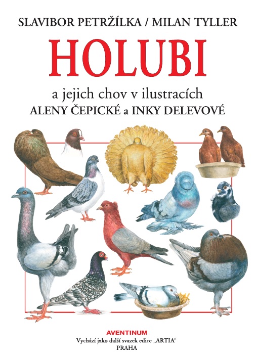 Holubi