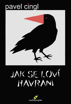 Jak se lov� havrani