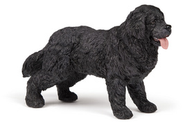 Nowofundladsk� Terrier PAPO