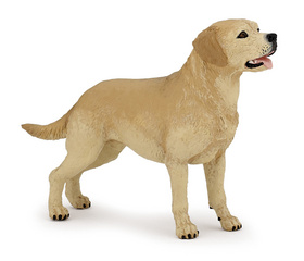 Labrador PAPO