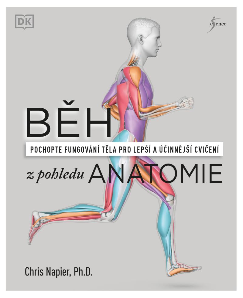 B�h z pohledu anatomie