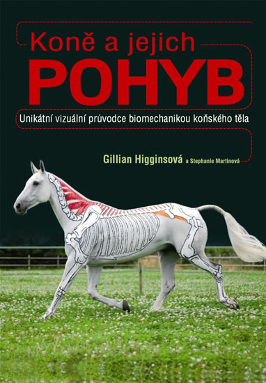 Kon� a jejich pohyb