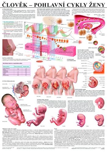 �lov�k � pohlavn� cykly �eny