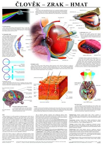 �lov�k - zrak - hmat