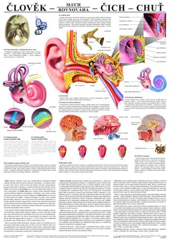 �lov�k - sluch - �ich - chu�