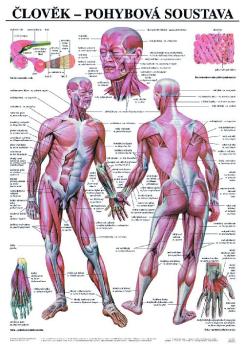 �lov�k - pohybov� soustava