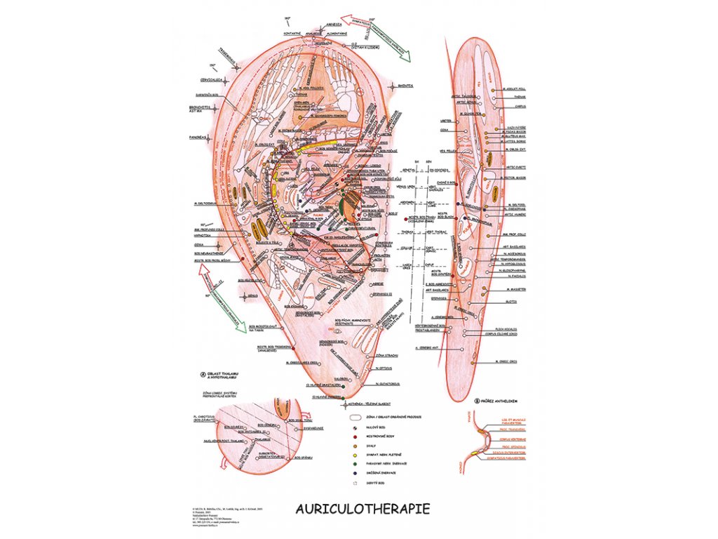 Mapa - Aurikuloterapie