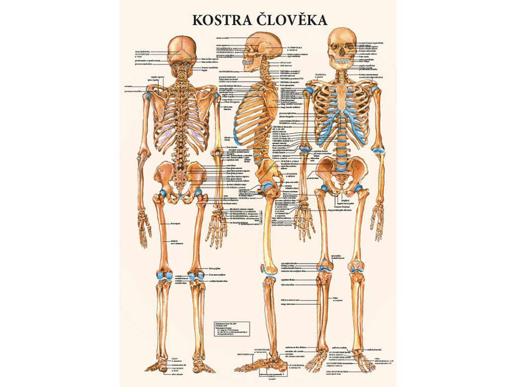 Mapa - Kostra �lov�ka