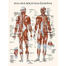 Mapa - Svalov� soustava �lov�ka