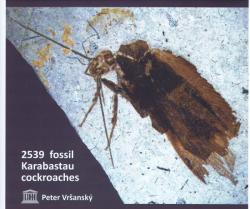 Late Mesozoic cockroaches s.l. from the Karabastau Formation in Kazakhstan